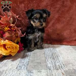 James, Yorkie Puppy